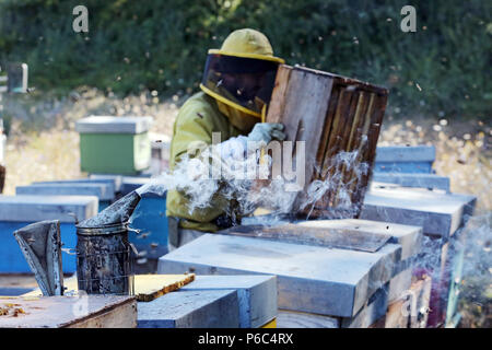 Castel Girogio, Italia, Apicoltore professionista lavorando su un alveare Foto Stock