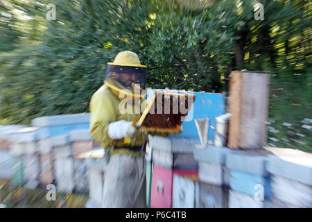 Castel Girogio, Italia, Apicoltore professionista ispeziona un favo di miele Foto Stock