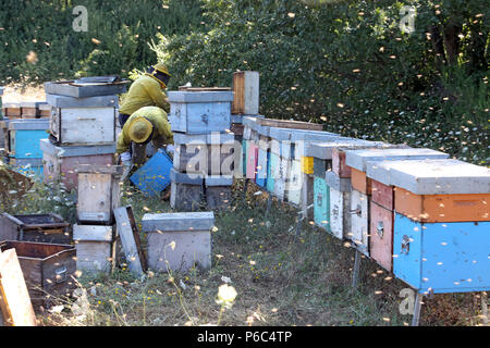 Castel Girogio, Italia, apicoltori professionisti lavorano sulle api ronzio con api Foto Stock