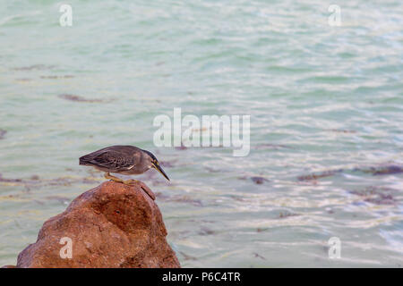 Airone striato (Butorides striata) seduti sulle rocce presso la costa di Praslin, Seicelle nell'Oceano Indiano. Foto Stock