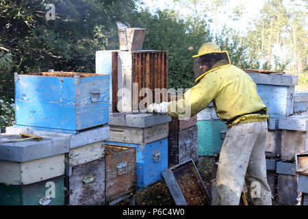 Castel Girogio, Italia, apicoltori professionisti lavorando sulle api ronzavano in un alveare Foto Stock