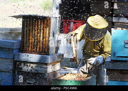 Castel Girogio, Italia, apicoltori professionisti lavorando sulle api ronzavano in un alveare Foto Stock