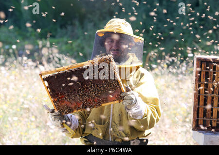 Castel Girogio, Italia, Apicoltore professionista controllata da api mormora intorno a un favo di miele-riempito favo di miele Foto Stock