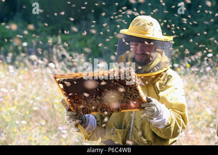 Castel Girogio, Italia, Apicoltore professionista controllata da api mormora intorno a un favo di miele-riempito favo di miele Foto Stock