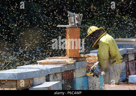 Castel Girogio, Italia, apicoltori professionisti lavorando sulle api ronzavano in un alveare Foto Stock