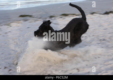 Wustrow, Germania - Giant Schnauzer rallenta sulla spiaggia in sabbia Foto Stock