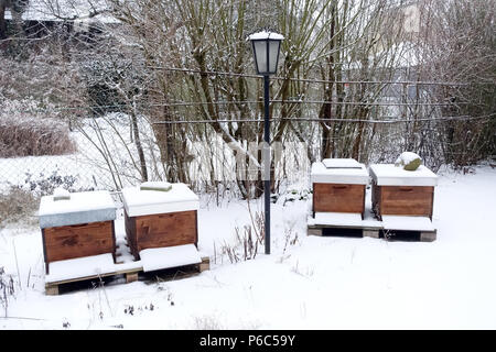 Berlino, Germania - Api hunt in inverno in un giardino di neve Foto Stock