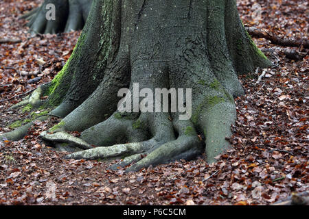 Nuovo Kaetwin, Germania - radici di albero in foglie di autunno Foto Stock