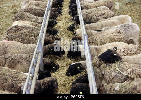 Nuovo Kaetwin, Germania - Dorper pecore nella stalla mangiare del fieno Foto Stock