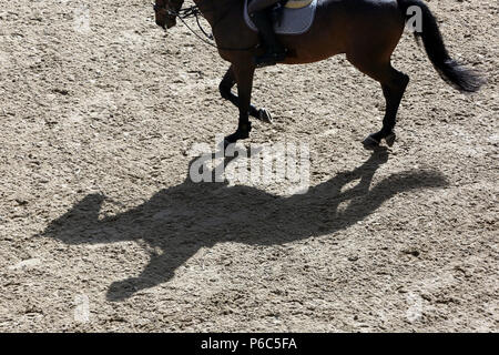 Doha, cavallo e cavaliere getta un ombra sul terreno Foto Stock