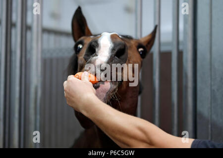 Doha, cavallo in una scatola si estende dopo un pezzo di Moehre Foto Stock