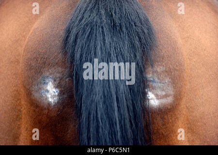 Doha, segni di sfregamento sui quarti posteriori di un cavallo Foto Stock