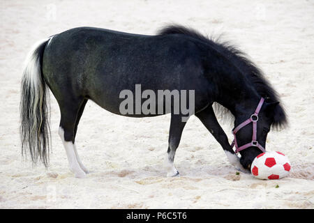 Doha, mini-pony Shetland gioca con un calcio morbido Foto Stock