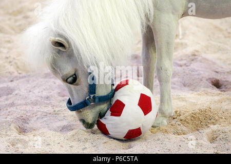 Doha, mini-pony Shetland gioca con un calcio morbido Foto Stock