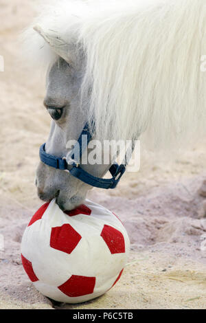 Doha, mini-pony Shetland gioca con un calcio morbido Foto Stock