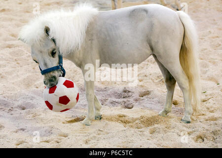 Doha, mini-pony Shetland gioca con un calcio morbido Foto Stock