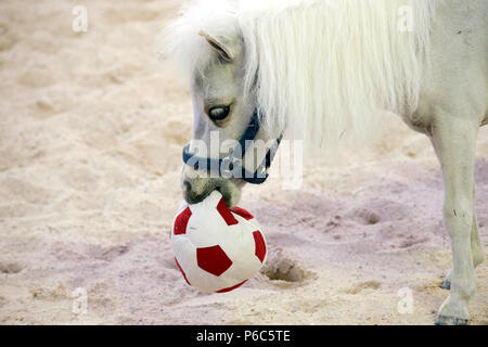 Doha, mini-pony Shetland gioca con un calcio morbido Foto Stock