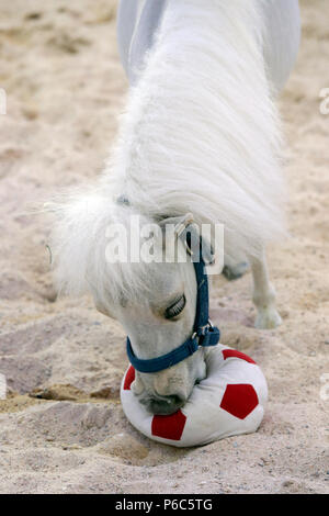 Doha, mini-pony Shetland gioca con un calcio morbido Foto Stock