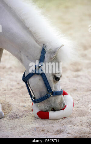 Doha, mini-pony Shetland gioca con un calcio morbido Foto Stock