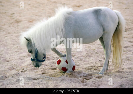 Doha, mini-pony Shetland gioca con un calcio morbido Foto Stock