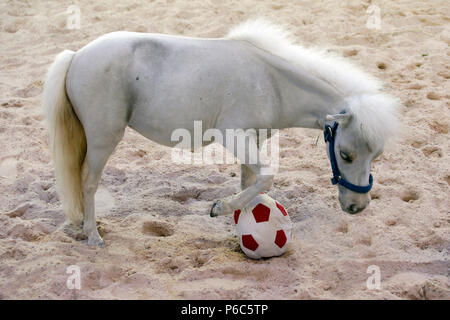 Doha, mini-pony Shetland gioca con un calcio morbido Foto Stock