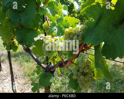 Ramo di uva a destra prima del raccolto Foto Stock