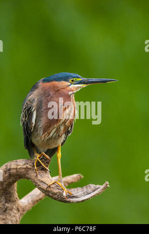 Green Heron, Butorides virescens, accanto a Rio Chagres nel parco nazionale di Soberania, Repubblica di Panama. Foto Stock