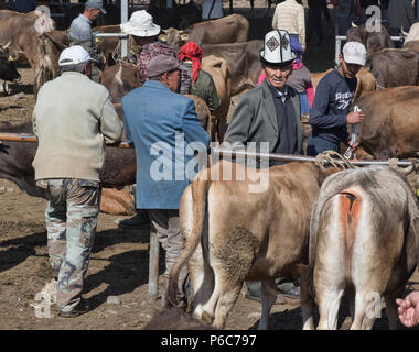 Scene della domenica mercato animale, Karakol, Kirghizistan Foto Stock