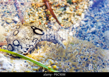 Aplysia dactylomela pascolano in acqua. Mare maculato lepre slug in mare Foto Stock