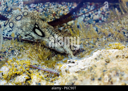 Aplysia dactylomela pascolano in acqua. Mare maculato lepre slug vista laterale Foto Stock