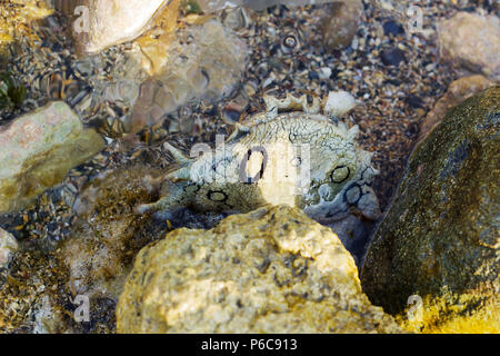 Aplysia dactylomela pascolano in acqua. Avvistato mare slug lepre Foto Stock