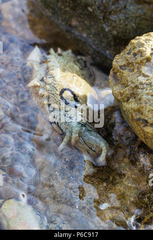 Aplysia dactylomela pascolano su roccia in acqua. Avvistato mare slug lepre Foto Stock