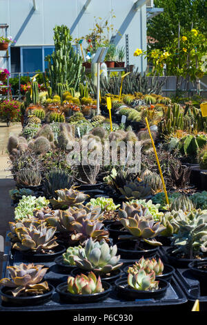 Molti tipi di piante succulente e cactus venduti nel negozio di fiori, il fuoco selettivo Foto Stock