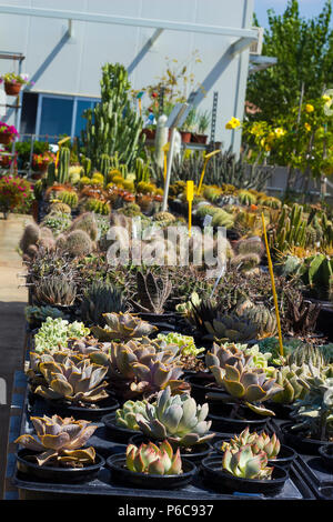 Molti tipi di piante succulente e cactus venduti nel Centro giardino Foto Stock