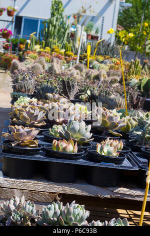 Molti tipi di piante succulente e cactus venduti nel negozio di fiori, il fuoco selettivo Foto Stock
