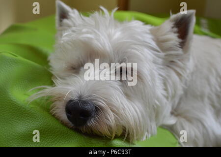 West Highland White Terrier sdraiato sul suo letto. Westy. Natura, cane, Pet, ritratto. Maggio 26, 2018. Madrid. Spagna. Foto Stock