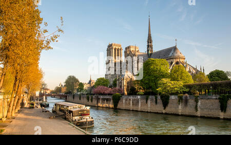 Vista la mattina della cattedrale di Notre Dame di Parigi Francia, durante la primavera con la fioritura dei ciliegi e il fiume Senna in primo piano. Foto Stock