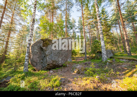 Foresta in Finlad al giorno di estate Foto Stock