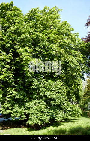 Cavallo grande castagno Lake District Cumbria Inghilterra England Regno Unito Foto Stock