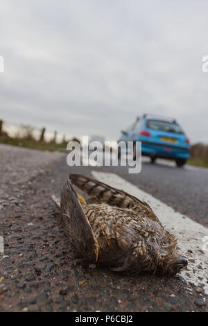 Sparviero, Accipiter nisus, vittima del roadkill con vetture, REGNO UNITO Foto Stock