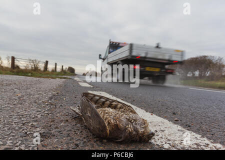 Sparviero, Accipiter nisus, vittima del roadkill con vetture, REGNO UNITO Foto Stock