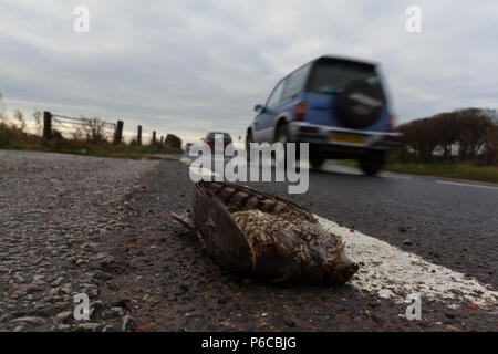 Sparviero, Accipiter nisus, vittima del roadkill con vetture, REGNO UNITO Foto Stock