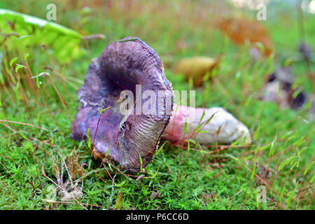 Immangiabile russula queletii funghi nel bosco Foto Stock