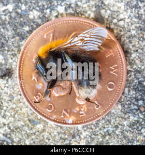 Bumblebee morto dell'ape del carder sdraiato su un pezzo di due pence malgrado i tentativi di ravvivarlo con acqua zuccherina Foto Stock