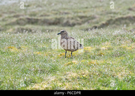 Adulto grande Skua (Stercorarius skua) sulle Isole Shetland terreno fertile dove è conosciuta con il nome locale di bonxie Foto Stock