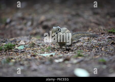 Marittima scoiattolo striato (Tamiops maritimus) in Da lat, Vietnam Foto Stock