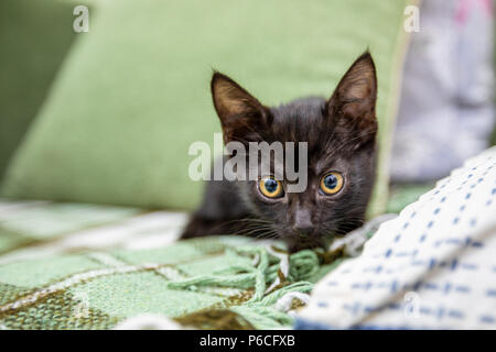 Il gattino nero con grandi occhi gialli si siede su un divano verde Foto Stock