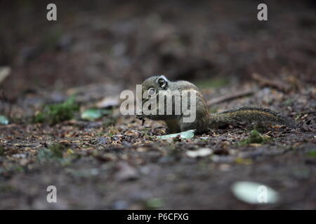Marittima scoiattolo striato (Tamiops maritimus) in Da lat, Vietnam Foto Stock