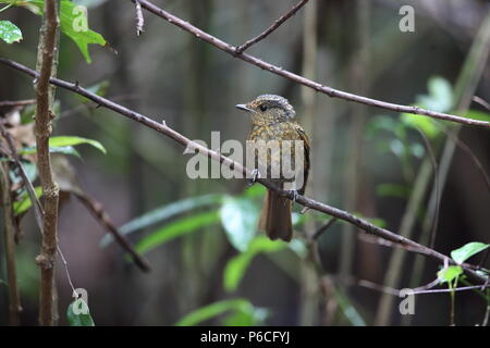 Grandi niltava (Niltava grandis) decorata in Da lat, Vietnam Foto Stock