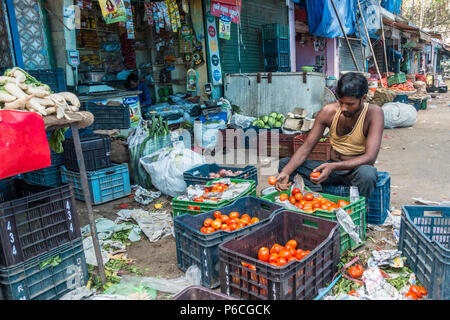 Delhi, India 10-15-2016. Uomo di smistamento di pomodori sul mercato di Pahar Ganj a Nuova Delhi Foto Stock